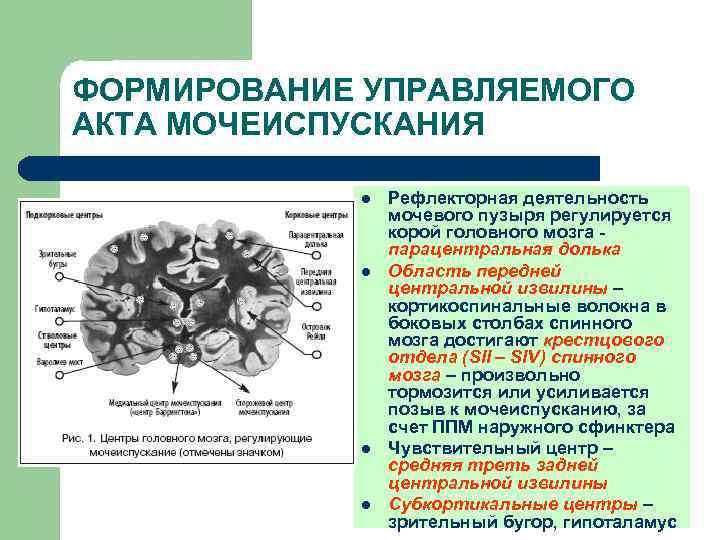 ФОРМИРОВАНИЕ УПРАВЛЯЕМОГО АКТА МОЧЕИСПУСКАНИЯ l l Рефлекторная деятельность мочевого пузыря регулируется корой головного мозга