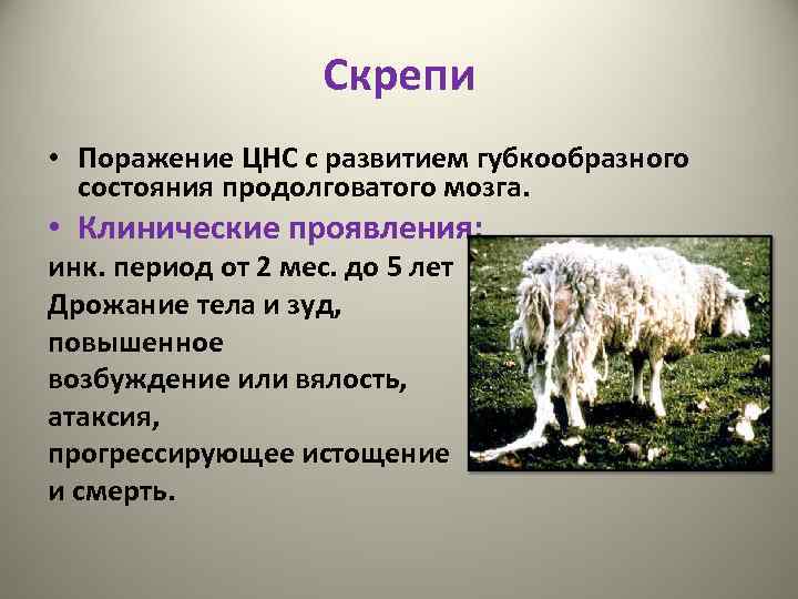 Скрепи • Поражение ЦНС с развитием губкообразного состояния продолговатого мозга. • Клинические проявления: инк.