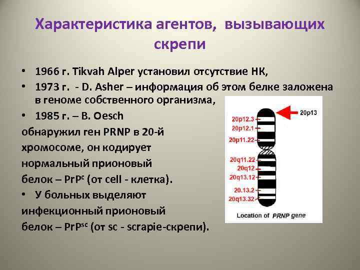 Характеристика агентов, вызывающих скрепи • 1966 г. Tikvah Alper установил отсутствие НК, • 1973