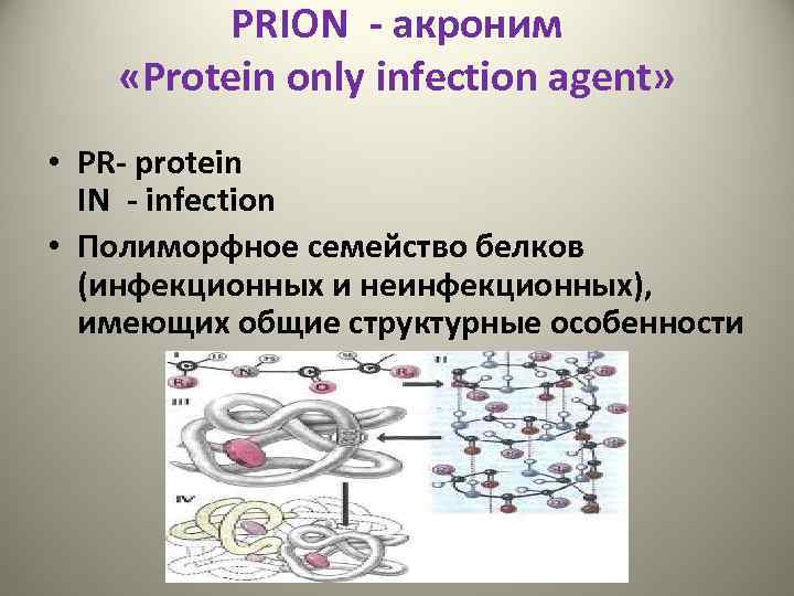 PRION - акроним «Protein only infection agent» • PR- protein IN - infection •