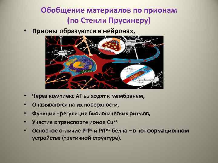 Обобщение материалов по прионам (по Стенли Прусинеру) • Прионы образуются в нейронах, • •