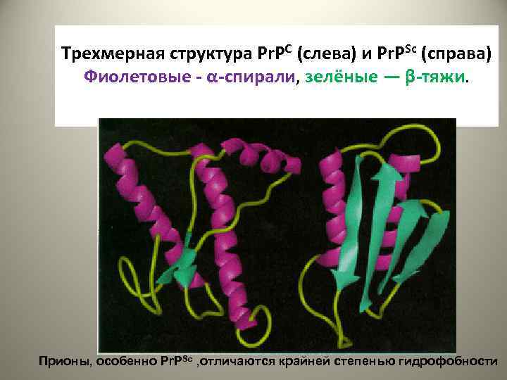 Трехмерная структура Pr. PC (слева) и Pr. PSc (справа) Фиолетовые - α-спирали, зелёные —