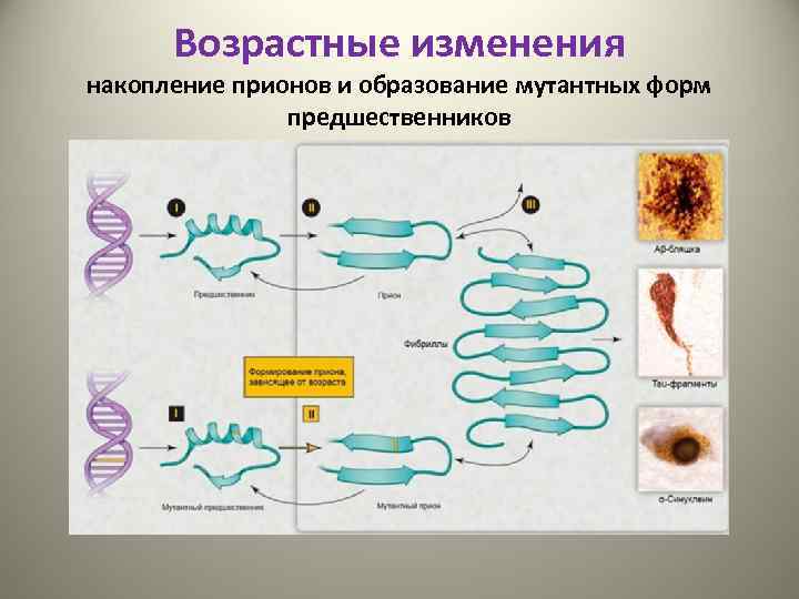 Возрастные изменения накопление прионов и образование мутантных форм предшественников 