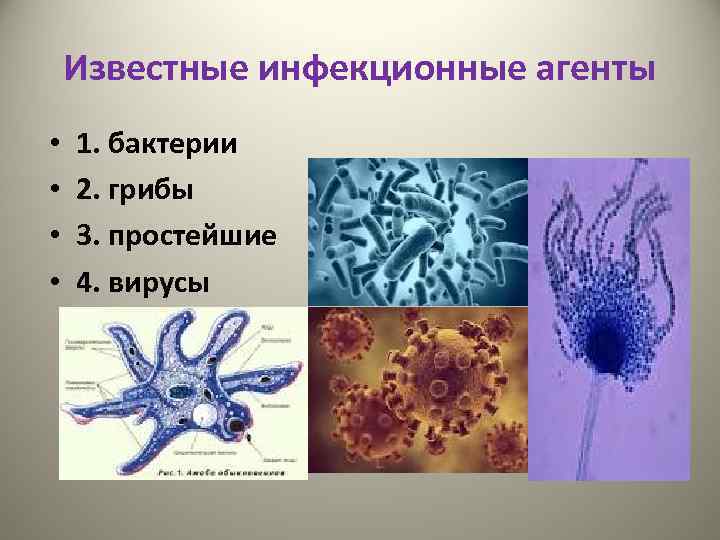 Известные инфекционные агенты • • 1. бактерии 2. грибы 3. простейшие 4. вирусы 