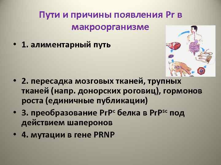 Пути и причины появления Pr в макроорганизме • 1. алиментарный путь • 2. пересадка