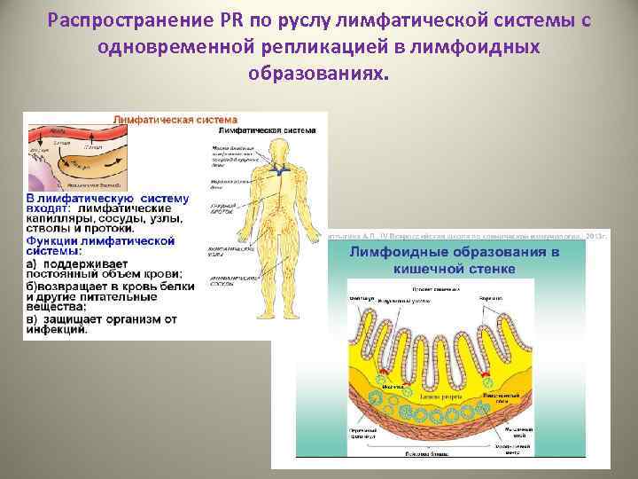 Распространение PR по руслу лимфатической системы с одновременной репликацией в лимфоидных образованиях. 