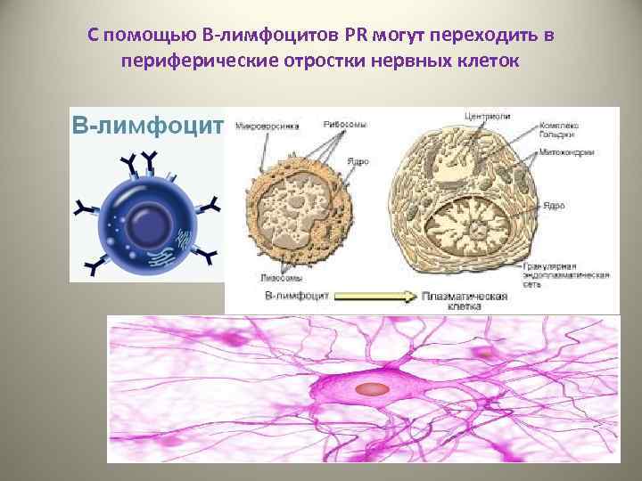 С помощью В-лимфоцитов PR могут переходить в периферические отростки нервных клеток 