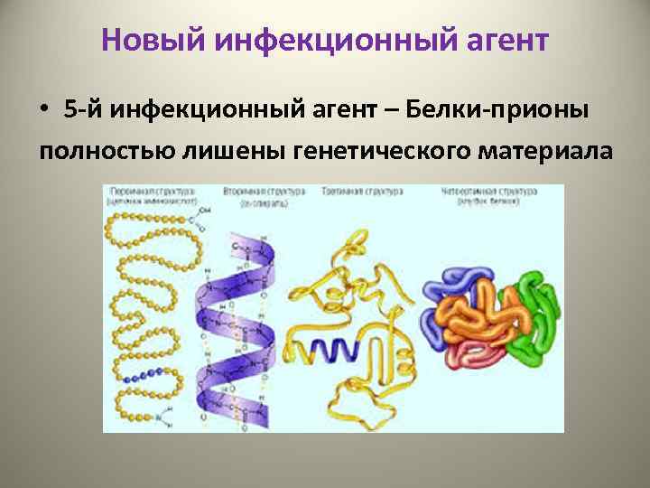 Новый инфекционный агент • 5 -й инфекционный агент – Белки-прионы полностью лишены генетического материала