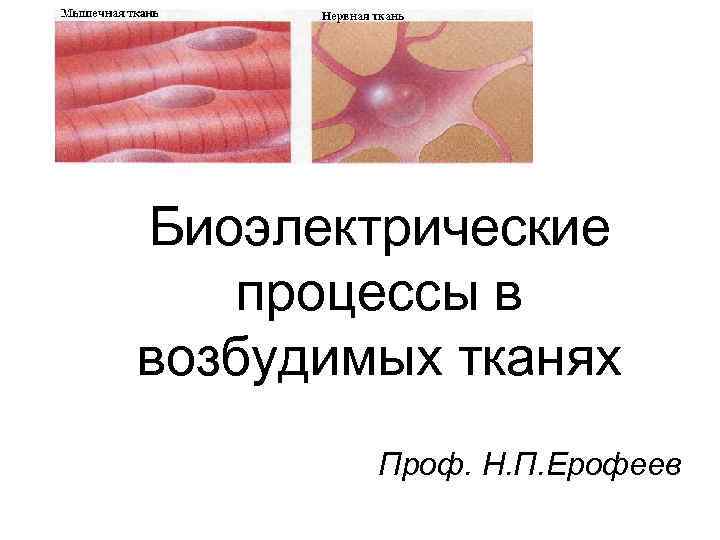 Биоэлектрические процессы в возбудимых тканях Проф. Н. П. Ерофеев 