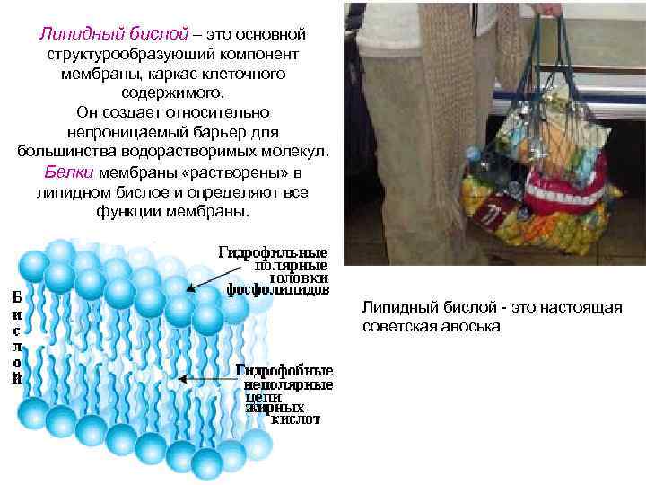 Липидный бислой – это основной структурообразующий компонент мембраны, каркас клеточного содержимого. Он создает относительно