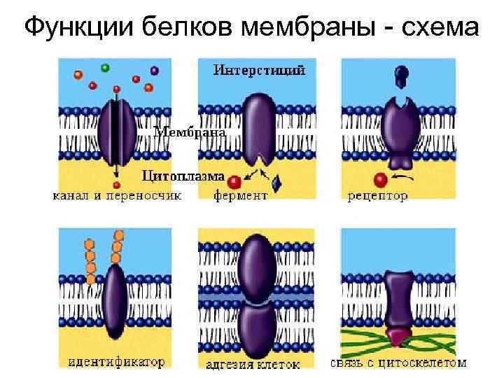 Функции белков мембраны - схема 