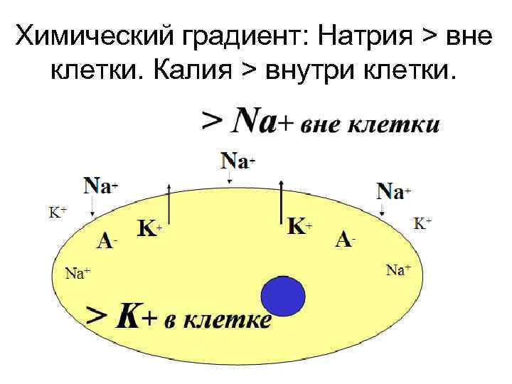 Химический градиент: Натрия > вне клетки. Калия > внутри клетки. 