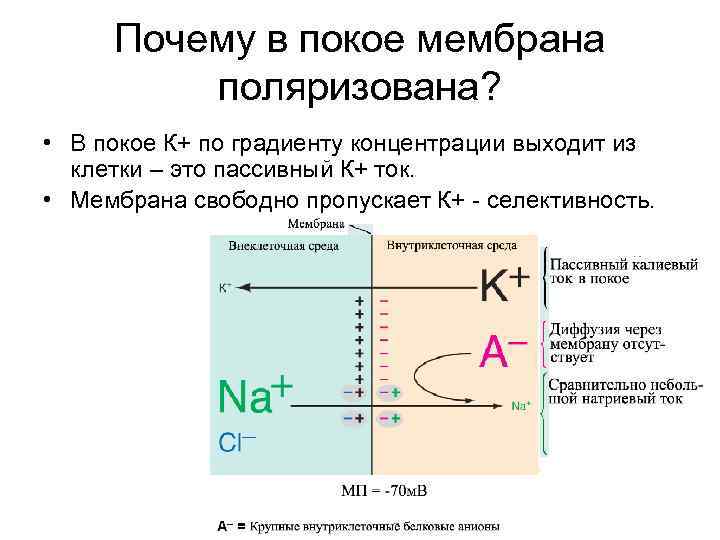 Почему в покое мембрана поляризована? • В покое К+ по градиенту концентрации выходит из