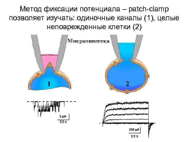 Метод фиксации потенциала – patch-clamp позволяет изучать: одиночные каналы (1), целые неповрежденные клетки (2)