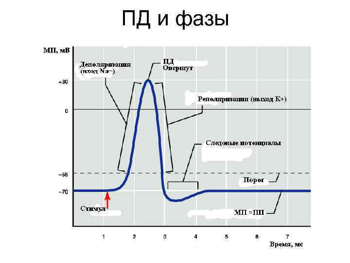 ПД и фазы 