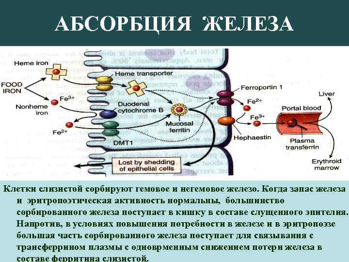 АБСОРБЦИЯ ЖЕЛЕЗА Клетки слизистой сорбируют гемовое и негемовое железо. Когда запас железа и эритропоэтическая