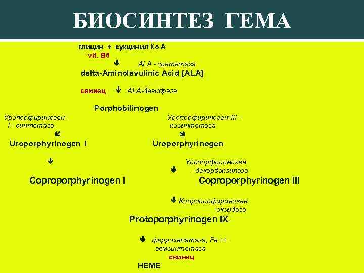 БИОСИНТЕЗ ГЕМА глицин + сукцинил Ко А vit. B 6 ALA - синтетаза delta-Aminolevulinic