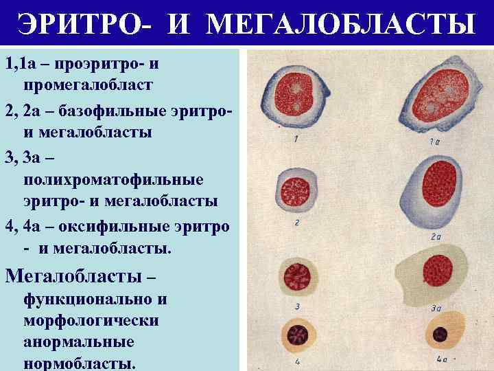 ЭРИТРО- И МЕГАЛОБЛАСТЫ 1, 1 а – проэритро- и промегалобласт 2, 2 а –