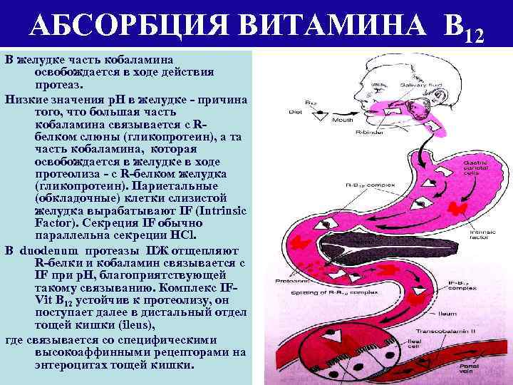 АБСОРБЦИЯ ВИТАМИНА В 12 В желудке часть кобаламина освобождается в ходе действия протеаз. Низкие