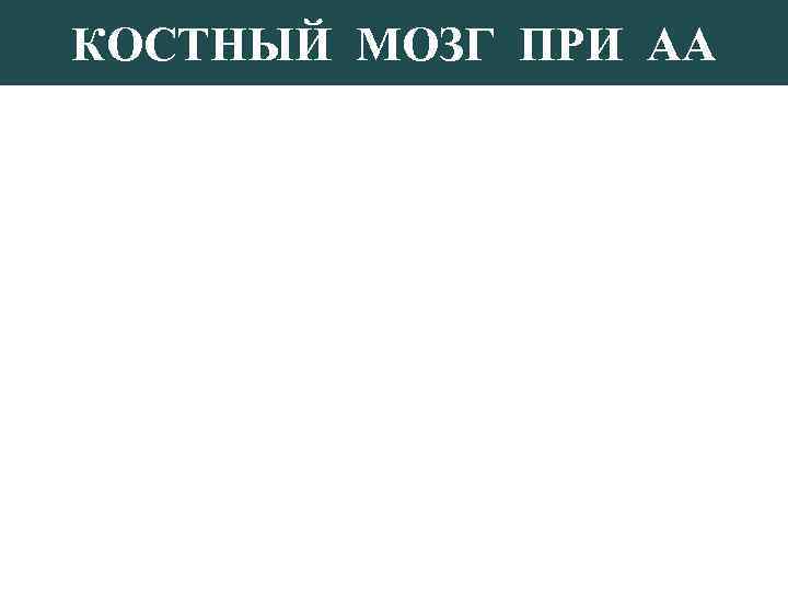 КОСТНЫЙ МОЗГ ПРИ АА 