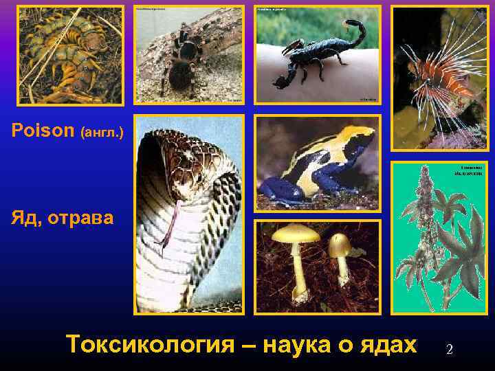 Poison (англ. ) Яд, отрава Токсикология – наука о ядах 2 