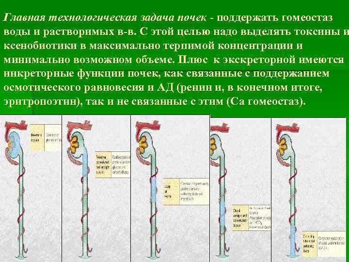 Главная технологическая задача почек - поддержать гомеостаз воды и растворимых в-в. С этой целью