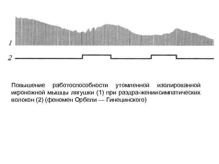 Повышение работоспособности утомленной изолированной икроножной мышцы лягушки (1) при раздра жении импатических с волокон