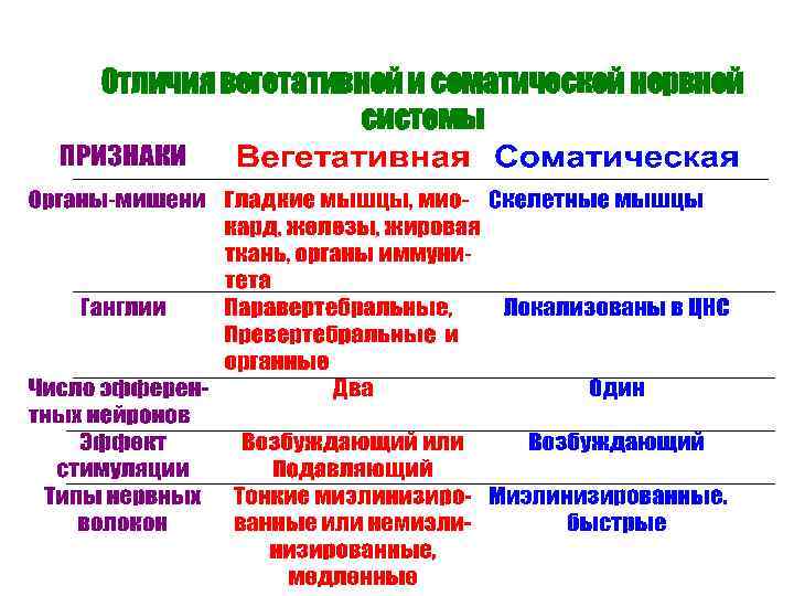 Отличия вегетативной и соматической нервной системы 