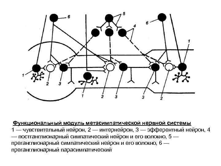  Функциональный модуль метасимпатической нервной системы 1 — чувствительный нейрон, 2 — интернейрон, 3