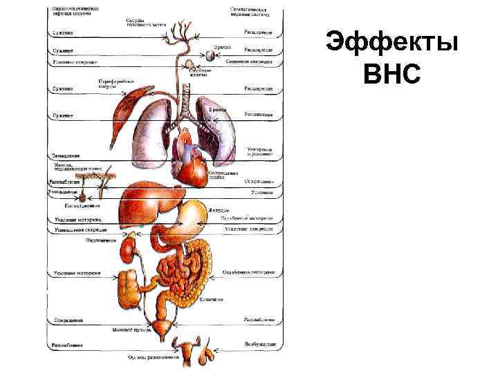 Эффекты ВНС 