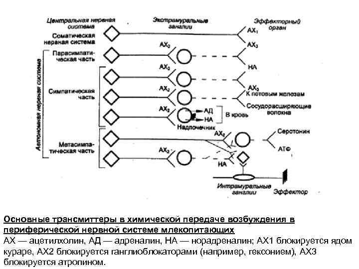 Основные трансмиттеры в химической передаче возбуждения в периферической нервной системе млекопитающих АХ — ацетилхолин,