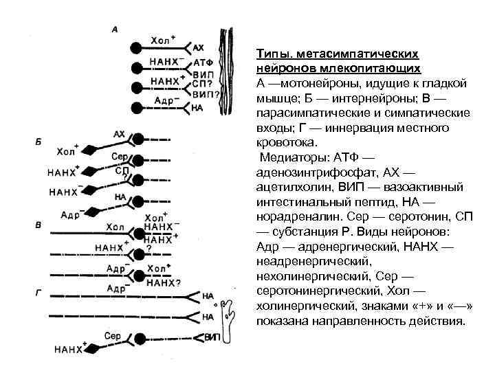 Типы. метасимпатических нейронов млекопитающих А —мотонейроны, идущие к гладкой мышце; Б — интернейроны; В