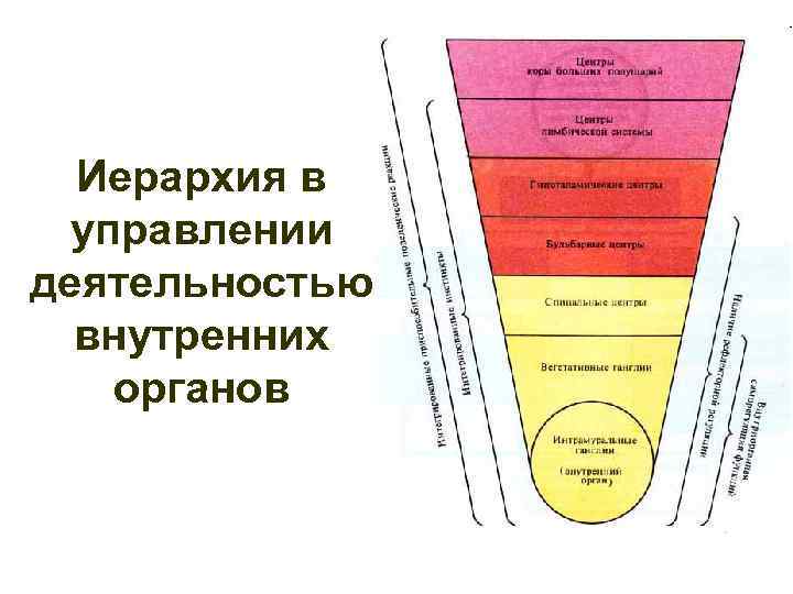 Иерархия в управлении деятельностью внутренних органов 