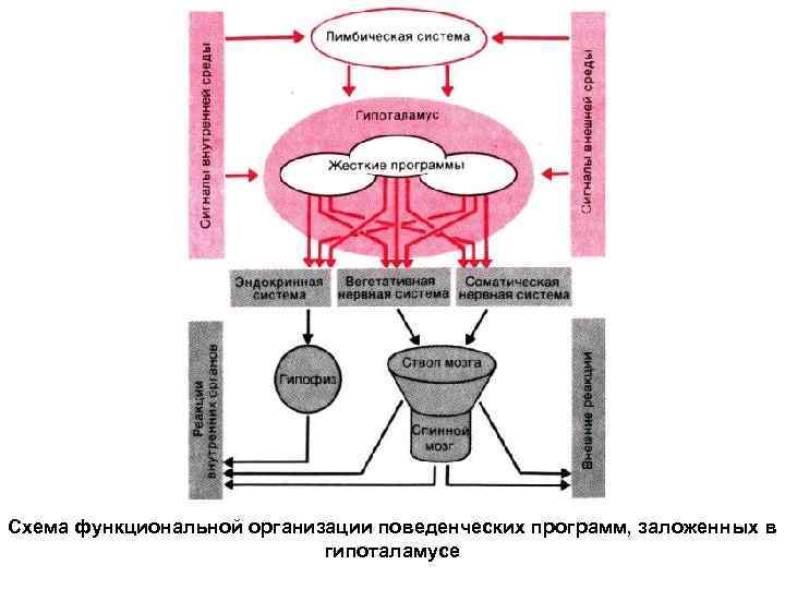 Схема функциональной организации поведенческих программ, заложенных в гипоталамусе 