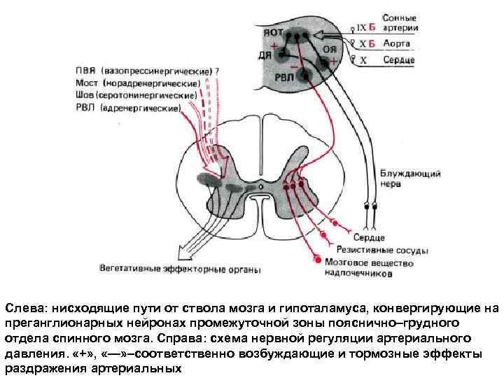 Слева: нисходящие пути от ствола мозга и гипоталамуса, конвергирующие на преганглионарных нейронах промежуточной зоны