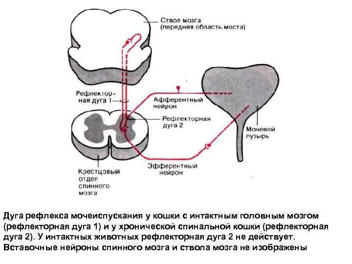 Дуга рефлекса мочеиспускания у кошки с интактным головным мозгом (рефлекторная дуга 1) и у