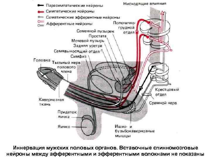 Иннервация мужских половых органов. Вставочные спинномозговые нейроны между афферентными и эфферентными волокнами не показаны