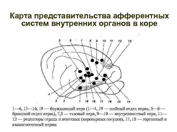 Карта представительства афферентных систем внутренних органов в коре 1— 6, 13— 16, 19 —