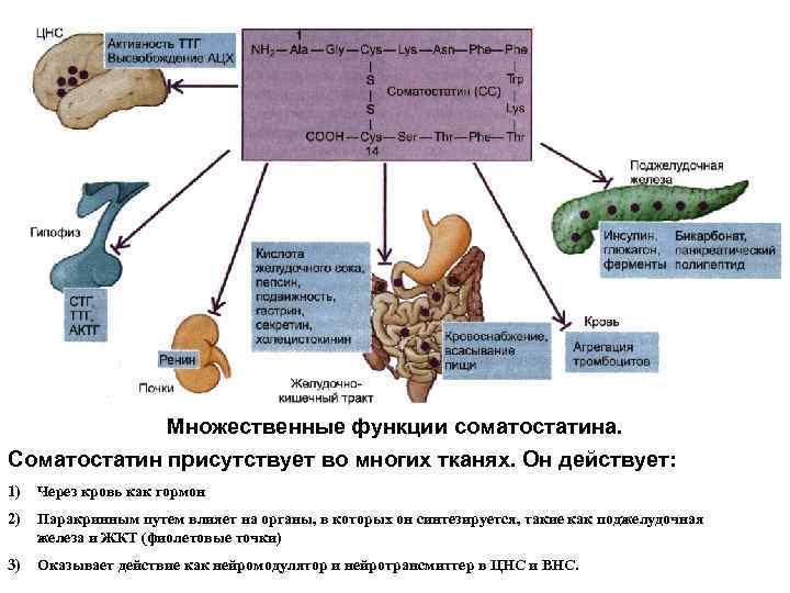 Множественные функции соматостатина. Соматостатин присутствует во многих тканях. Он действует: 1) Через кровь как