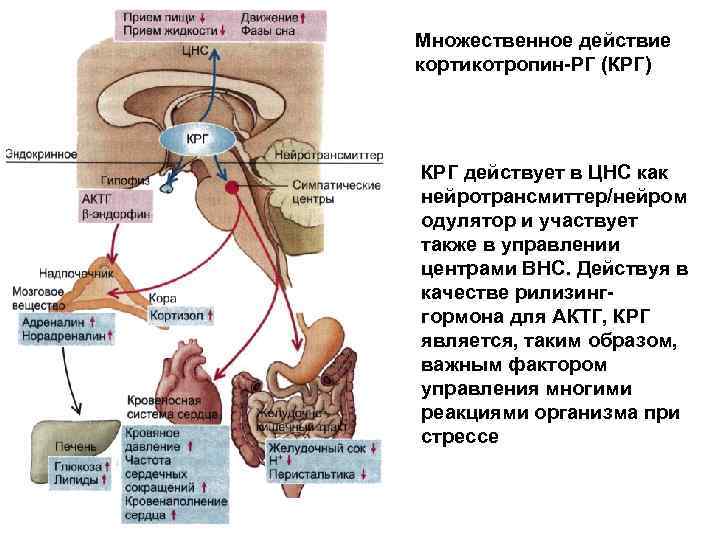 Множественное действие кортикотропин РГ (КРГ) КРГ действует в ЦНС как нейротрансмиттер/нейром одулятор и участвует