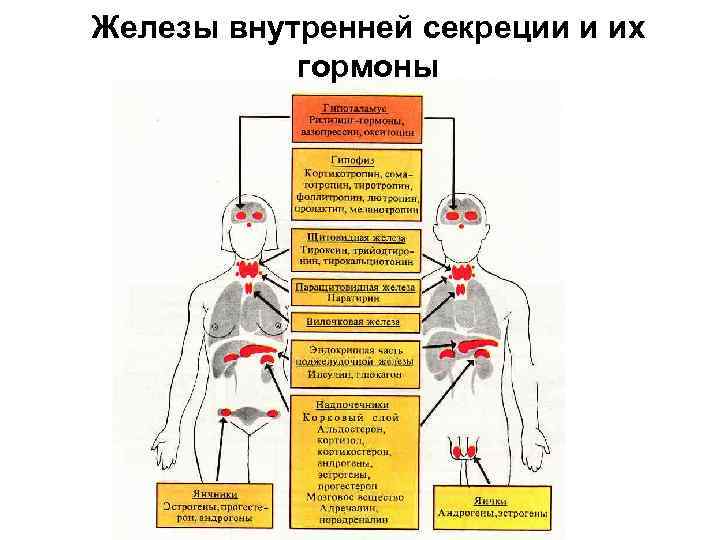 Железы внутренней секреции биология 8