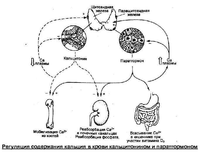 Схема регуляции инкреции кальцитонина и паратгормона