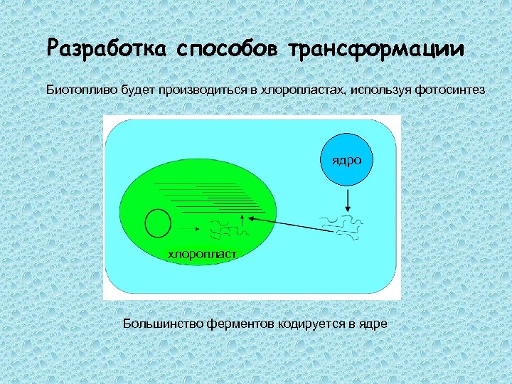 Разработка способов трансформации Биотопливо будет производиться в хлоропластах, используя фотосинтез ядро хлоропласт Большинство ферментов