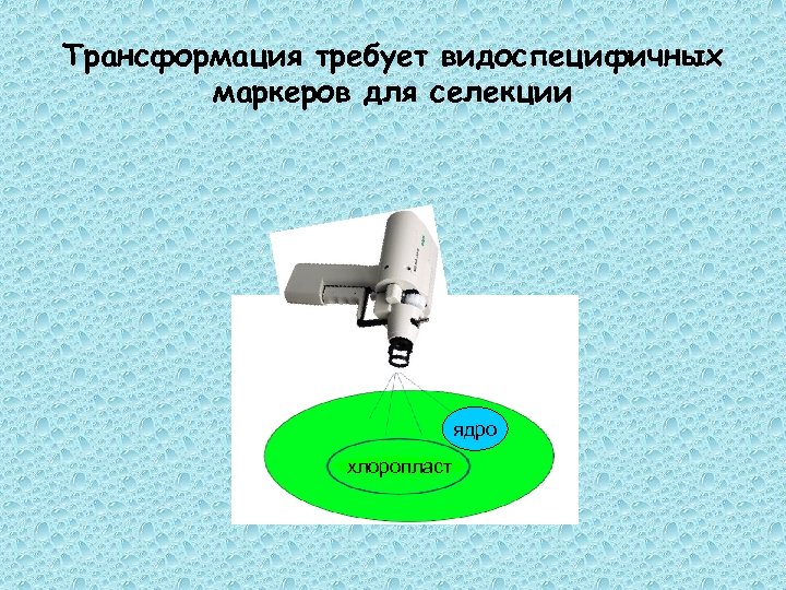 Трансформация требует видоспецифичных маркеров для селекции ядро хлоропласт 