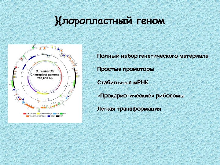 }{лоропластный геном Полный набор генетического материала Простые промоторы Стабильные м. РНК «Прокариотические» рибосомы Легкая