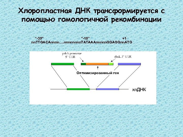 Хлоропластная ДНК трансформируется с помощью гомологичной рекомбинации “-35” “-10” +1 nn. TTGACAnnnn…. nnnn. TATAAAnnnnn.