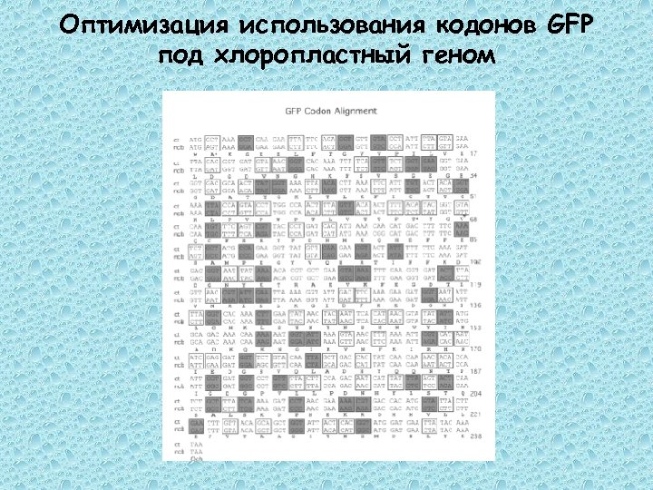 Оптимизация использования кодонов GFP под хлоропластный геном 