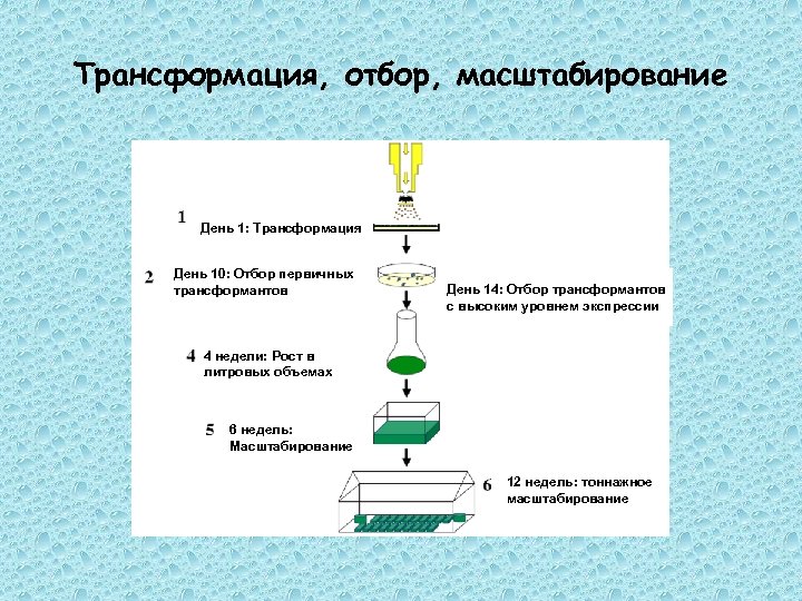 Трансформация, отбор, масштабирование День 1: Трансформация День 10: Отбор первичных трансформантов День 14: Отбор