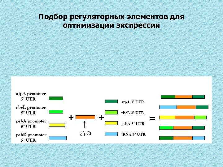 Подбор регуляторных элементов для оптимизации экспрессии 