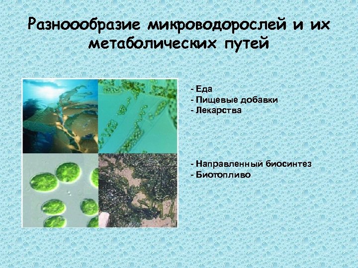 Разноообразие микроводорослей и их метаболических путей - Еда - Пищевые добавки - Лекарства -
